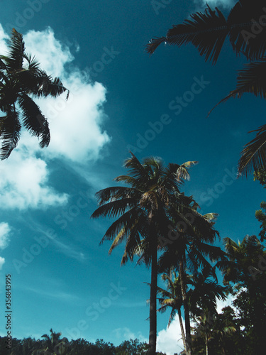 coconut trees © TOM