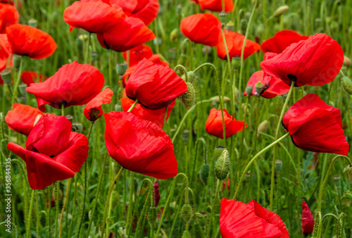 many red poppies in the field