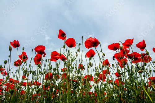 landscape with flowering poppies on the sky background