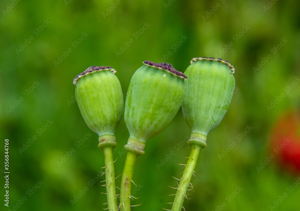 three green poppy fruits with blurred background three green poppy fruits with blurred background