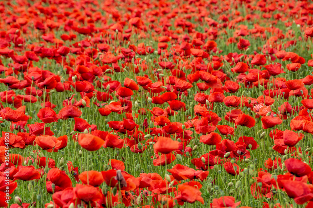 field with red poppy flowers in selective focus