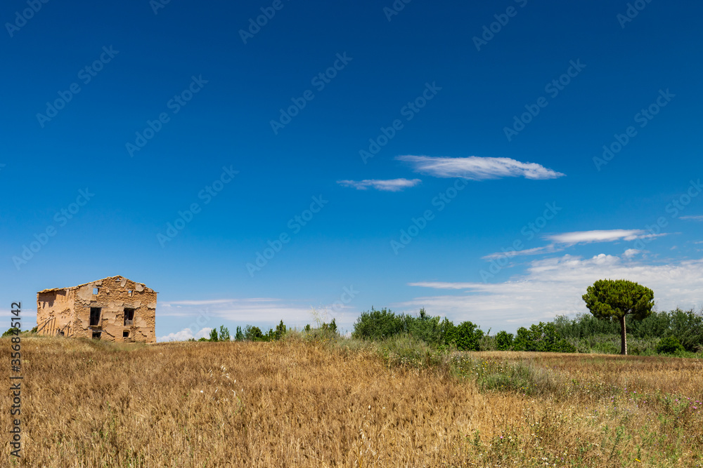 field of barley with an old house and a tree in the background and blue sky with clouds field of barley with an old house and a tree in the background and blue sky with clouds