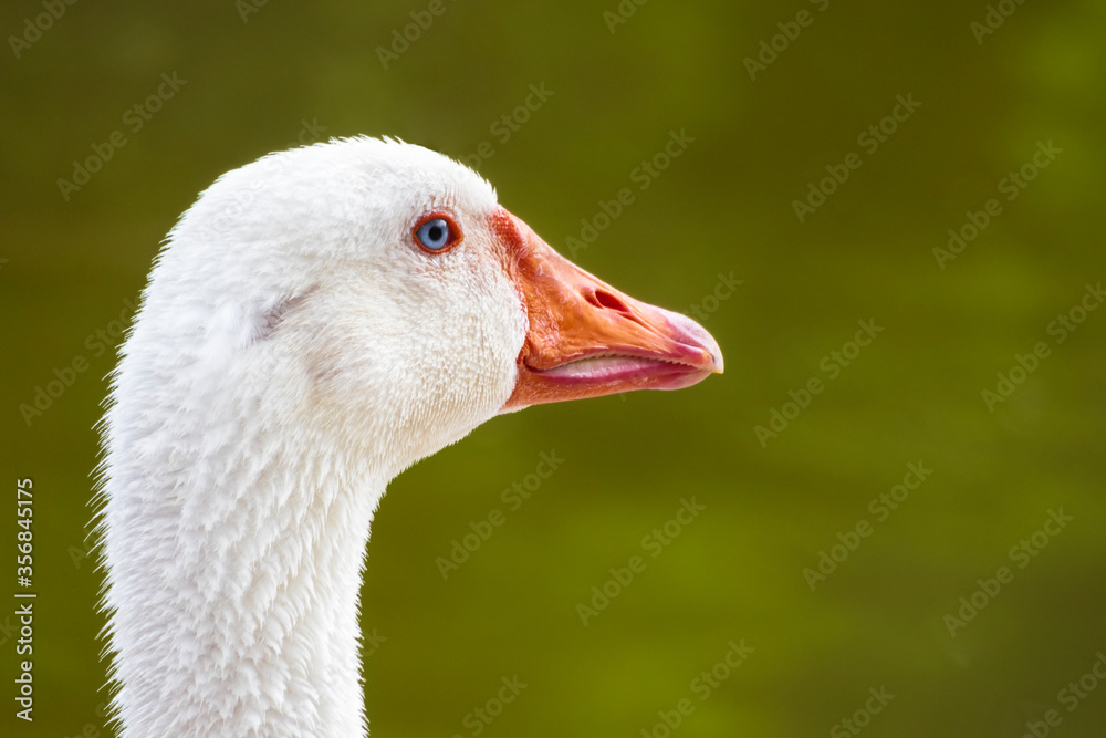 goose head on green background