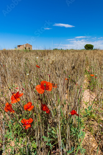 field of barley and poppies with a house and a tree in the background