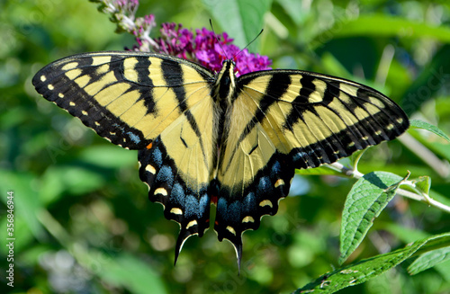 An Eastern Tiger Swallowtail Butterfly (Papilio glaucus) sipping nectar from the flowers of a purple Butterfly Bush (Buddleia davidii). Closeup.