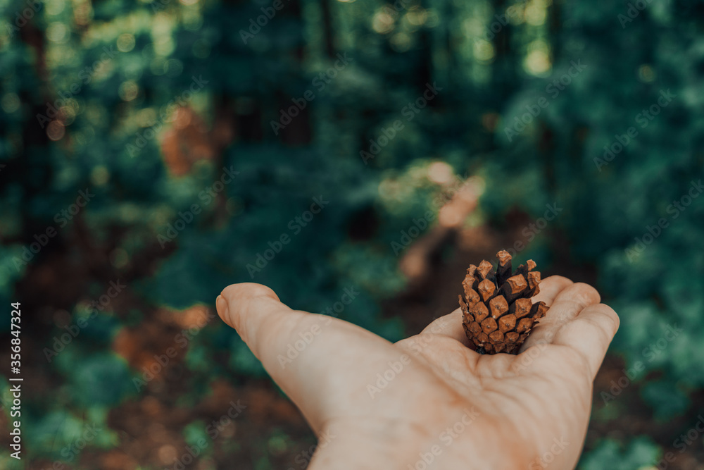 Hand with a pine cone on the background of coniferous forest Hand with a pine cone on the background of coniferous forest