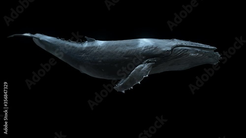 whale swimming loop , isolated humpback whale swim in seemless loop with alpha channel 3d animation loop swim mammal in ocean  photo