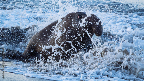 Elephant Seals