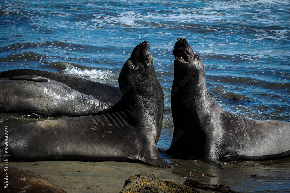 Fototapeta premium Elephant Seals