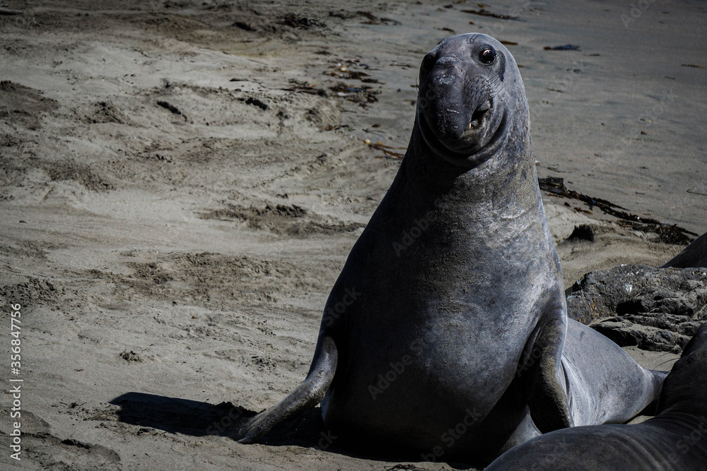 Naklejka premium Elephant Seals