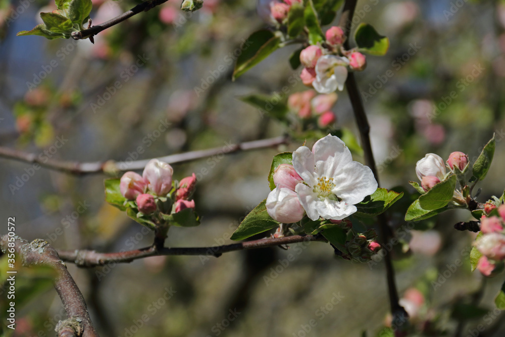 Obstblüte