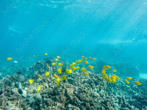 Gelbe Segelflossendoktor Fische auf Big Island