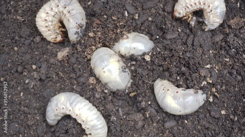 Beetles that are digging in the soil
