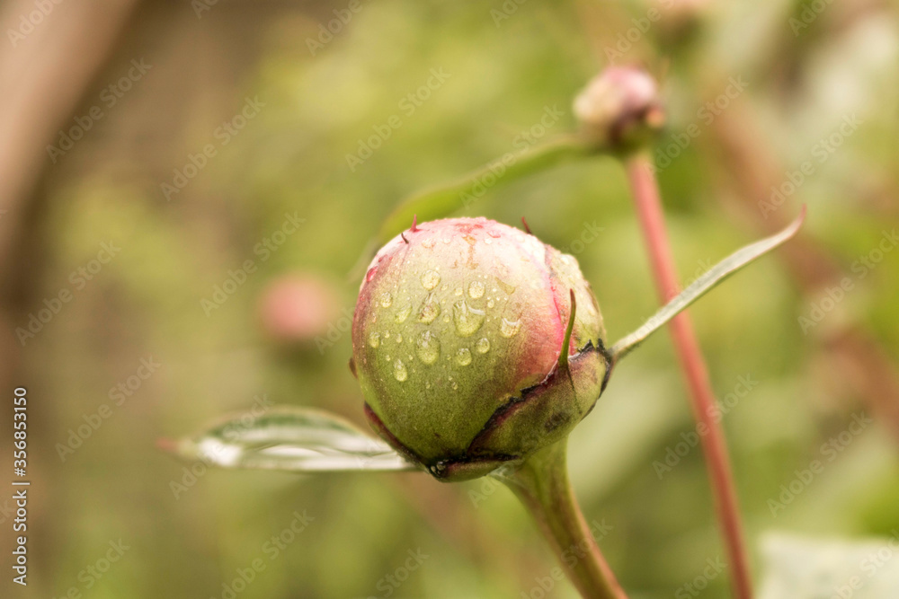 Unopened peony Bud with water drops after rain. Close up. Selective focus. Unopened peony Bud with water drops after rain. Close up. Selective focus.