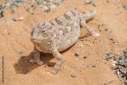 Chamäleon im Darob Nationalpark in Namibia