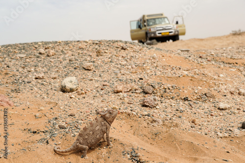 Chamäleon im Darob Nationalpark in Namibia