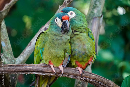 Grüne Aras im Parque das Aves in Iguazo