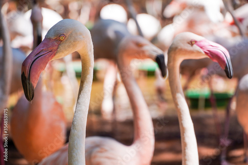 Flamingos im Parque das Aves in Iguazo photo