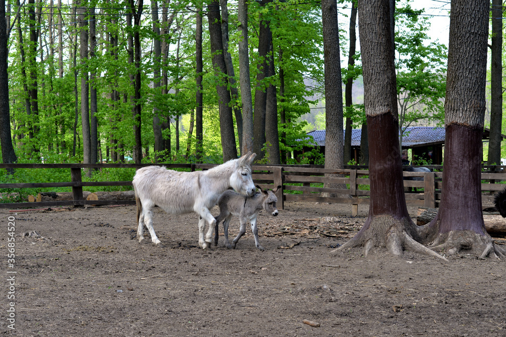 Fototapeta premium Two little donkeys walk together white and gray