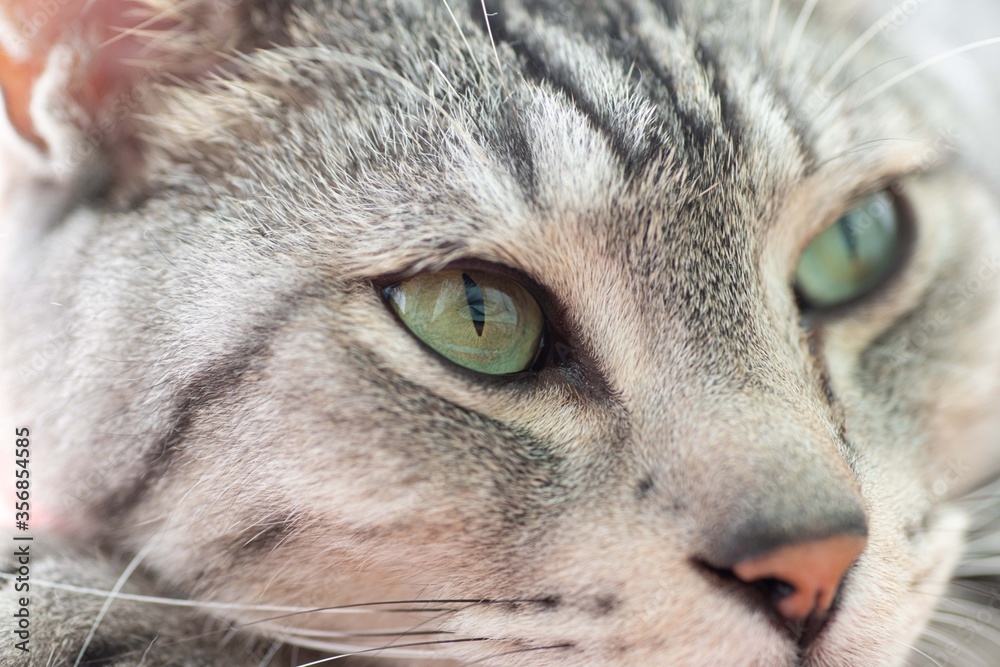 Obraz premium 眠そうな猫ちゃん サバトラ猫