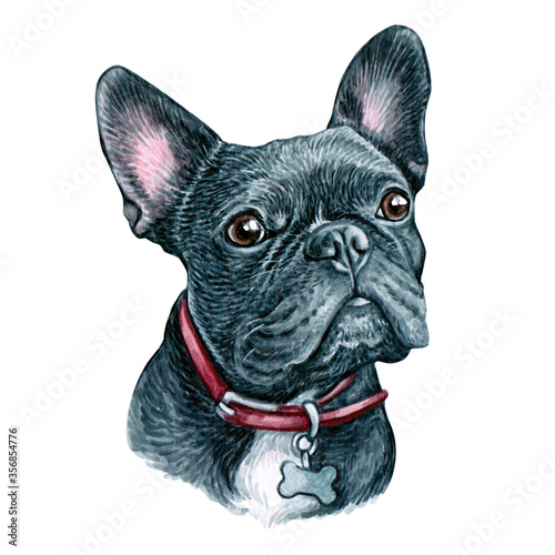 Watercolor illustration of a funny dog. Hand made character. Portrait cute dog isolated on white background. Watercolor hand-drawn illustration. Popular breed dog. French Bulldog
