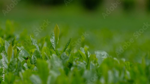 新緑の茶畑　一番茶　新茶　京都府和束町　手持ち撮影