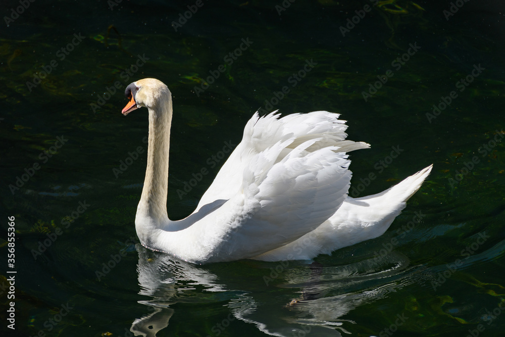 Naklejka premium 白鳥