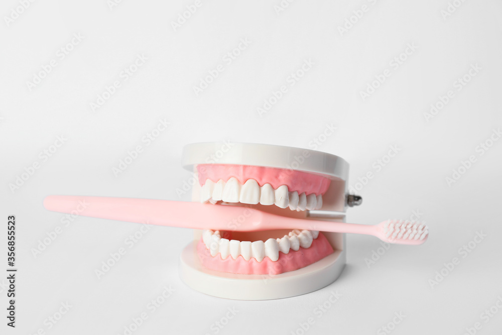 Model of jaw with toothbrush on light background Model of jaw with toothbrush on light background