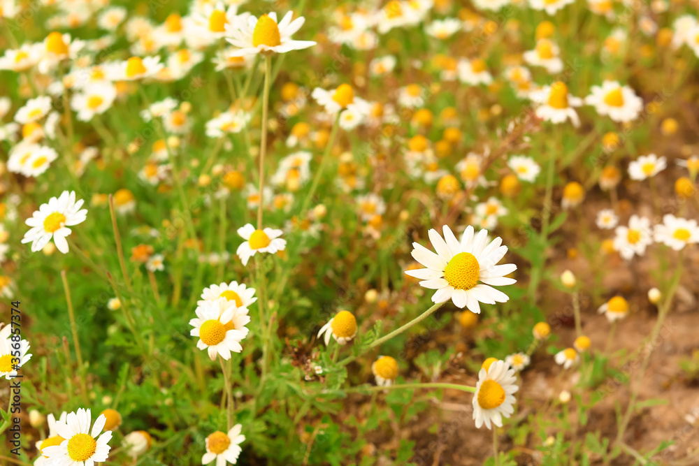 Fototapeta premium Many beautiful chamomiles in field