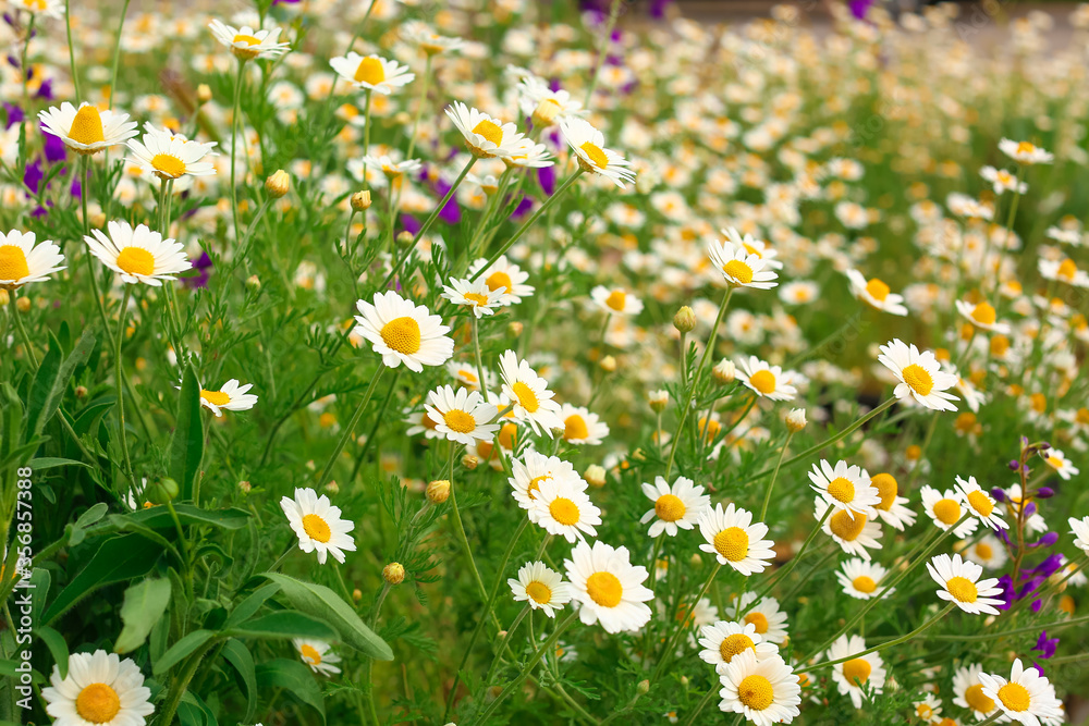Fototapeta premium Many beautiful chamomiles in field
