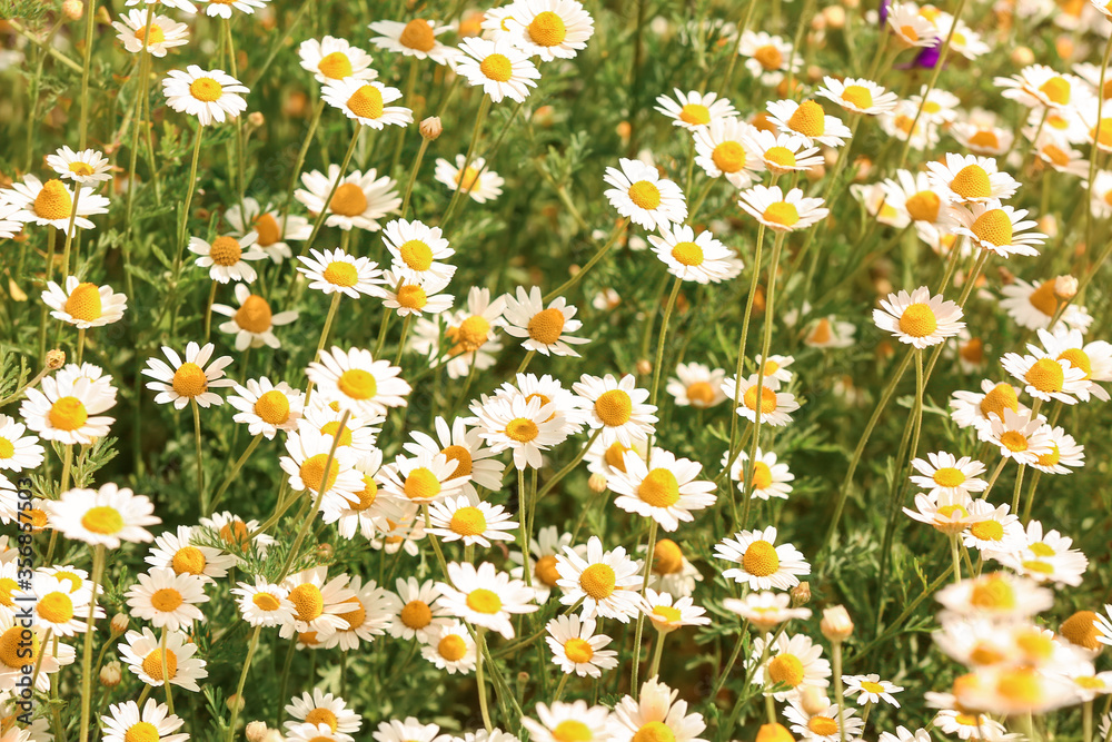 Many beautiful chamomiles in field Many beautiful chamomiles in field