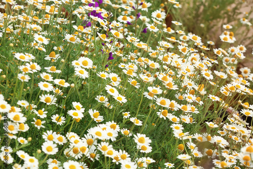 Field of white and yellow d...