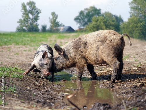 Piglets in a muddy puddle on the farm