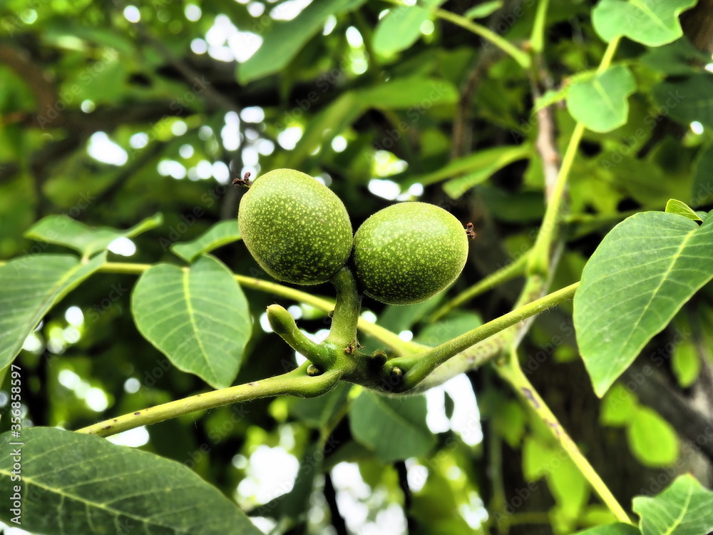 Unripe walnuts on a walnut tree in June in Hungarian rural area in dramatic tone Unripe walnuts on a walnut tree in June in Hungarian rural area in dramatic tone