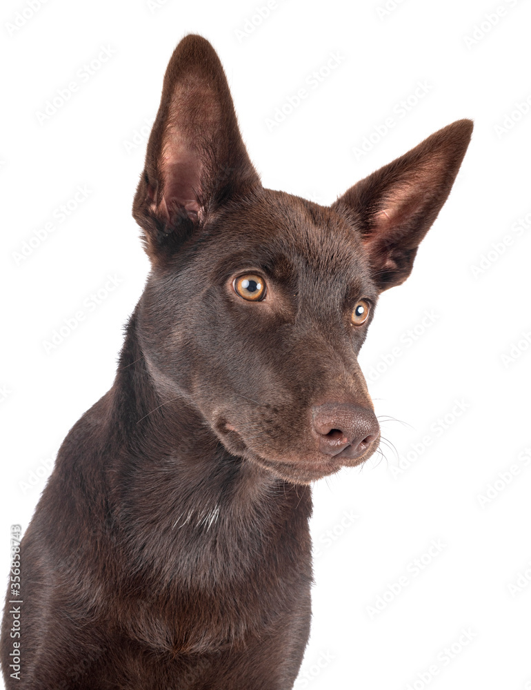 Australian Kelpie in studio Australian Kelpie in studio