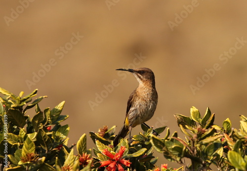 Cape Sugarbird, Promerops cafer, sitting on top of the wild pomegranate bush where it drinks nectar. photo