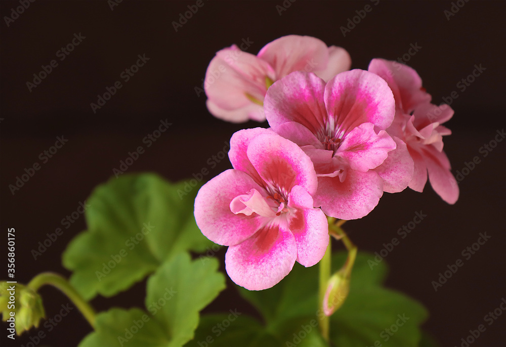 Homemade flower of geranium plant. Homemade flower of geranium plant.