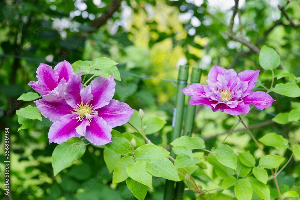 Naklejka premium Clematis 