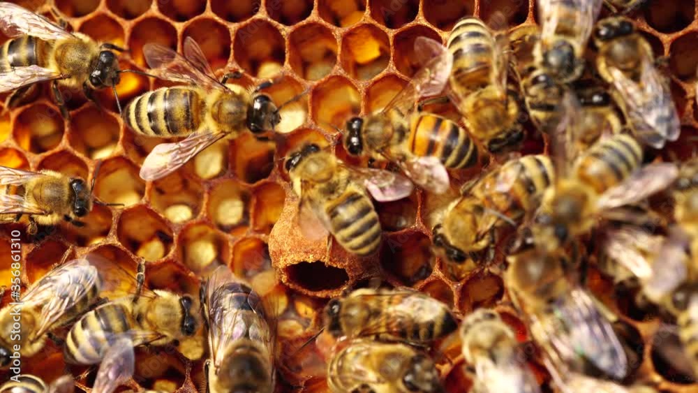 Supersedure Cell. When a bee colony is raising a new queen to replace