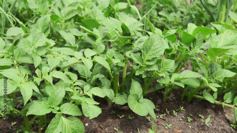 Green potato Leaf of vegetable. Organic food agriculture in garden, field or farm. Growth of crop. Natural outdoor background. Green potato Leaf of vegetable. Organic food agriculture in garden, field or farm. Growth of crop. Natural outdoor background.