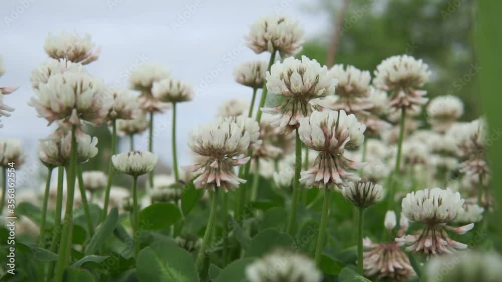 nature of the field of white clover blooming flower. Green clover background texture. nature of the field of white clover blooming flower. Green clover background texture.