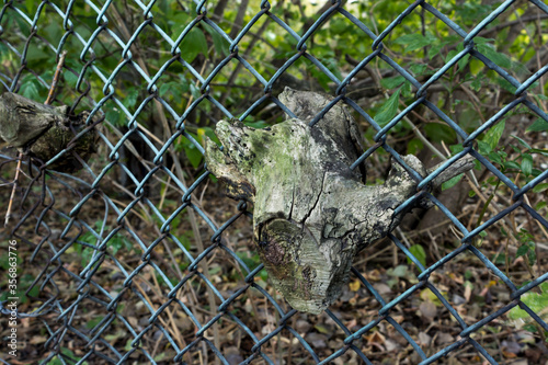A tree branch grew in a metal mesh fence. The nature of the urban environment and parks.