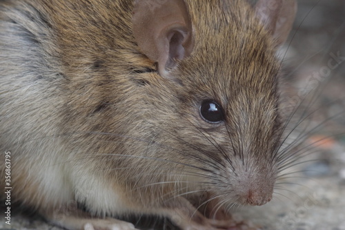 Close up head face portrait of a Brown Rat (Rattus norvegicus)