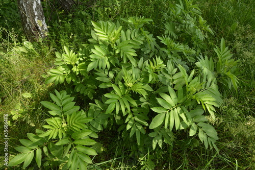 Sambucus Ebulus (Elderberry) fruits photo