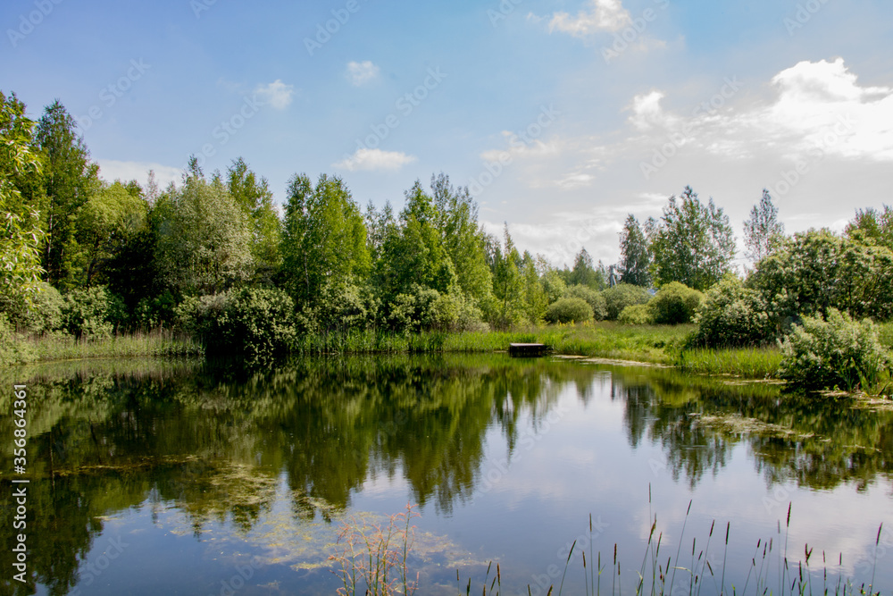 Forest lake shore landscape in sunny day. Summer forest lake shore panorama. Forest lake shore view.