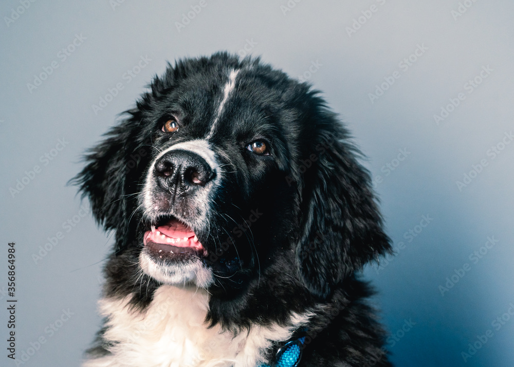 Portrait of a Newfoundland dog on light blue background