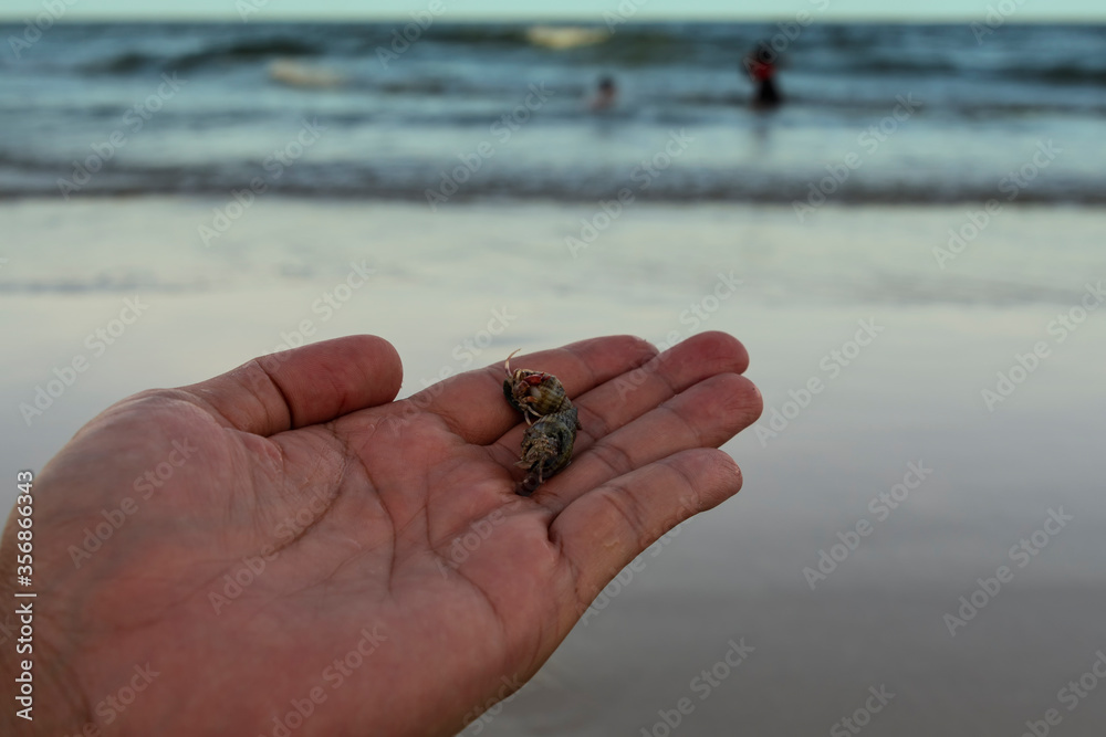 two  small hermit crabs ar on hand with beach and ocean background