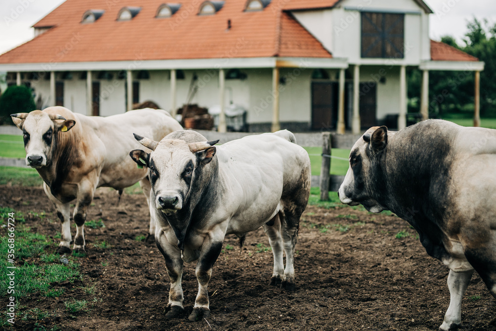Obraz premium breed of Argentine bull reared for meat