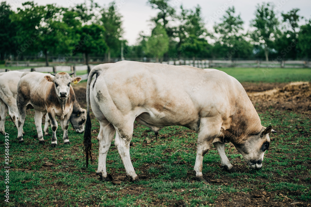 Fototapeta premium breed of Argentine bull reared for meat