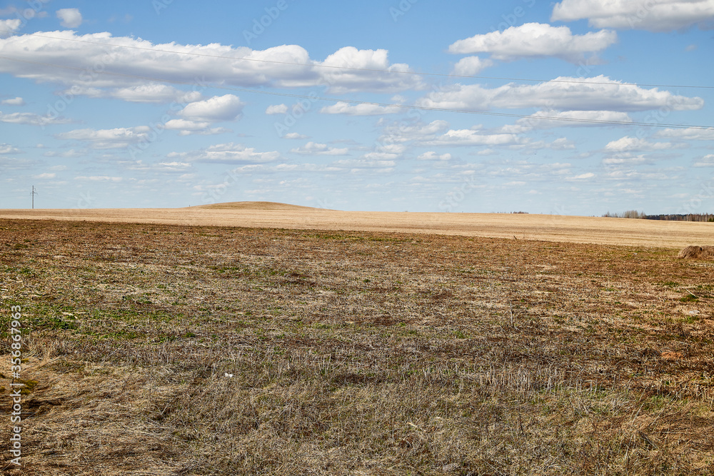 Spring landscape with white clouds on blue sky over yellow field with grass and forest in background